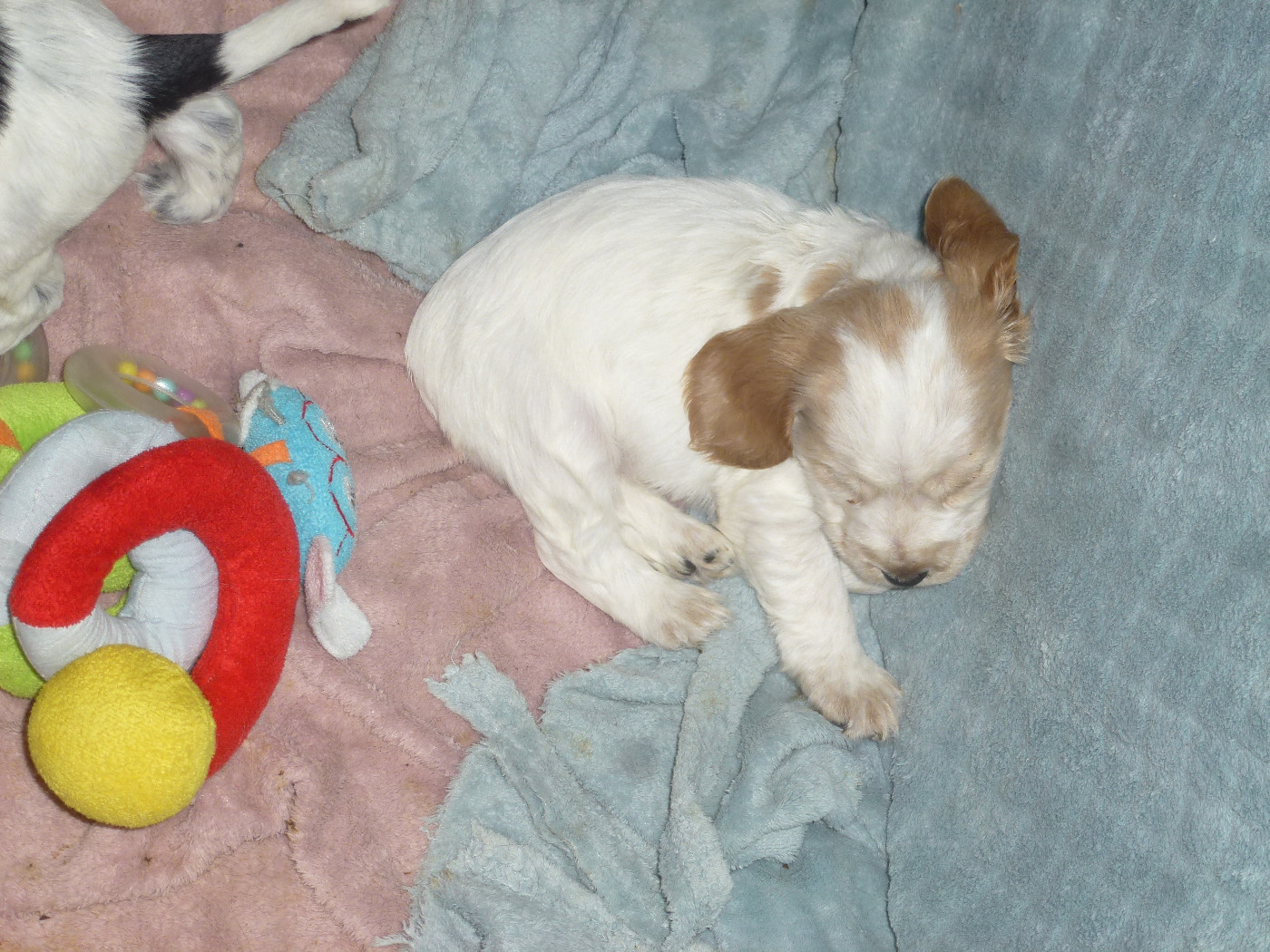 Du taillis du houx - Chiots disponibles - Cocker Spaniel Anglais