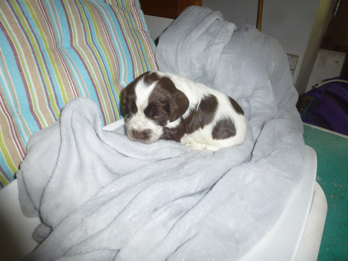 Du taillis du houx - Chiots disponibles - Cocker Spaniel Anglais