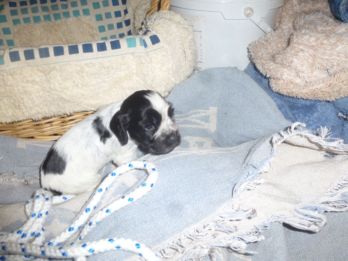 Du taillis du houx - Chiots disponibles - Cocker Spaniel Anglais
