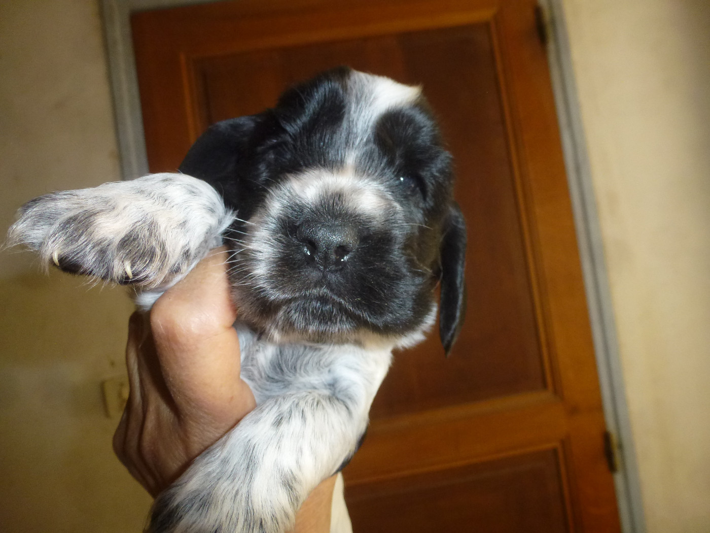 Du taillis du houx - Chiots disponibles - Cocker Spaniel Anglais