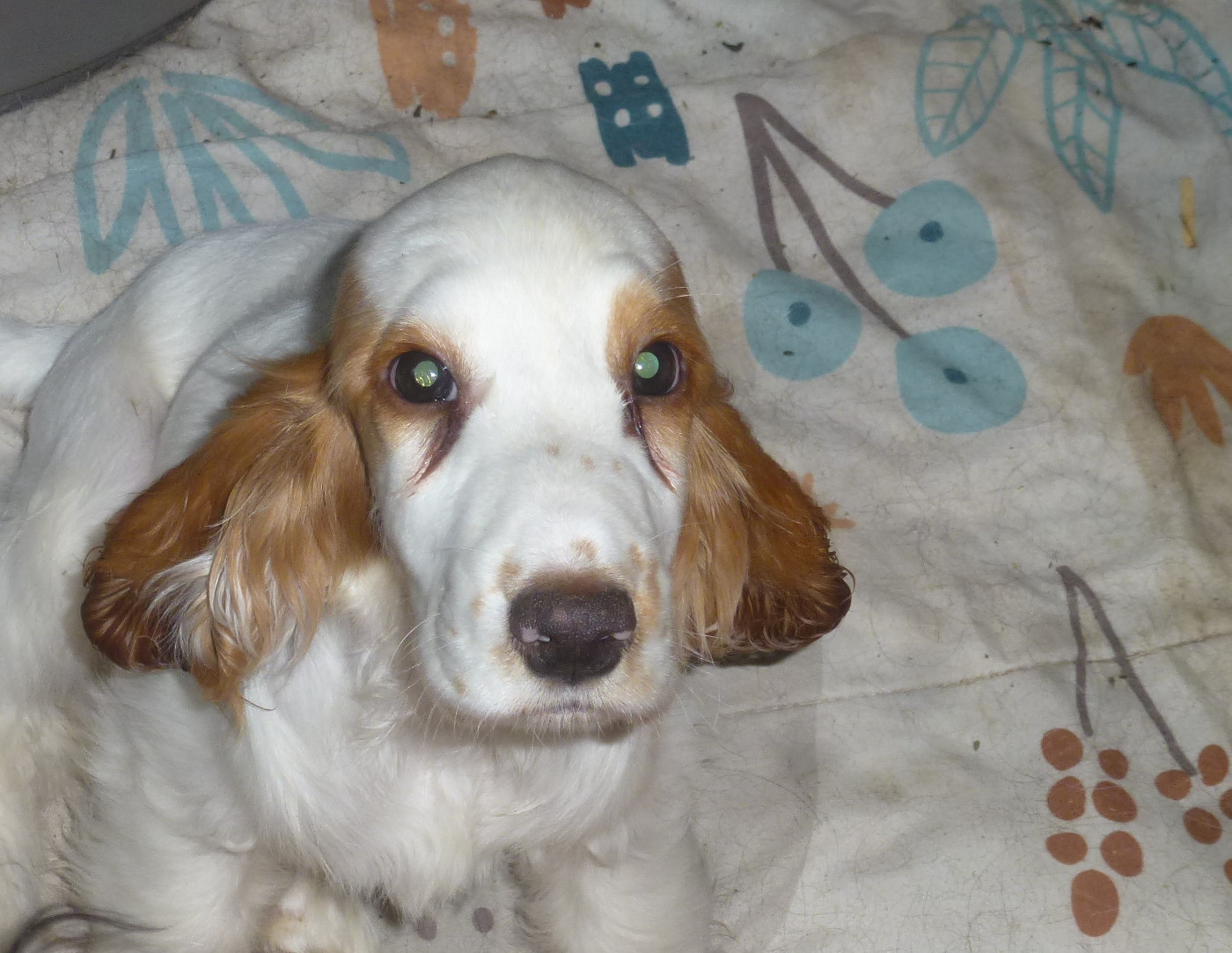 Du taillis du houx - Chiots disponibles - Cocker Spaniel Anglais