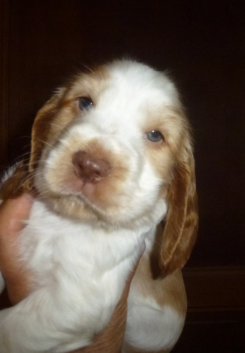Du taillis du houx - Chiots disponibles - Cocker Spaniel Anglais