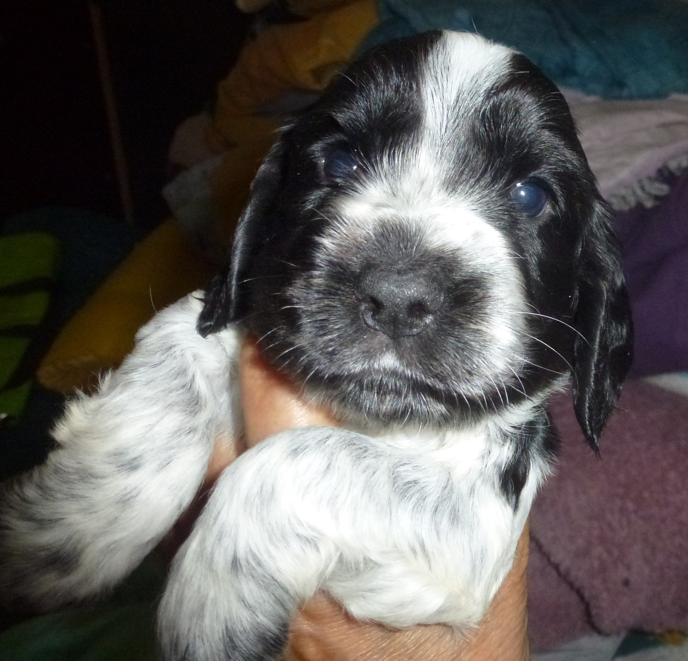 Du taillis du houx - Chiots disponibles - Cocker Spaniel Anglais