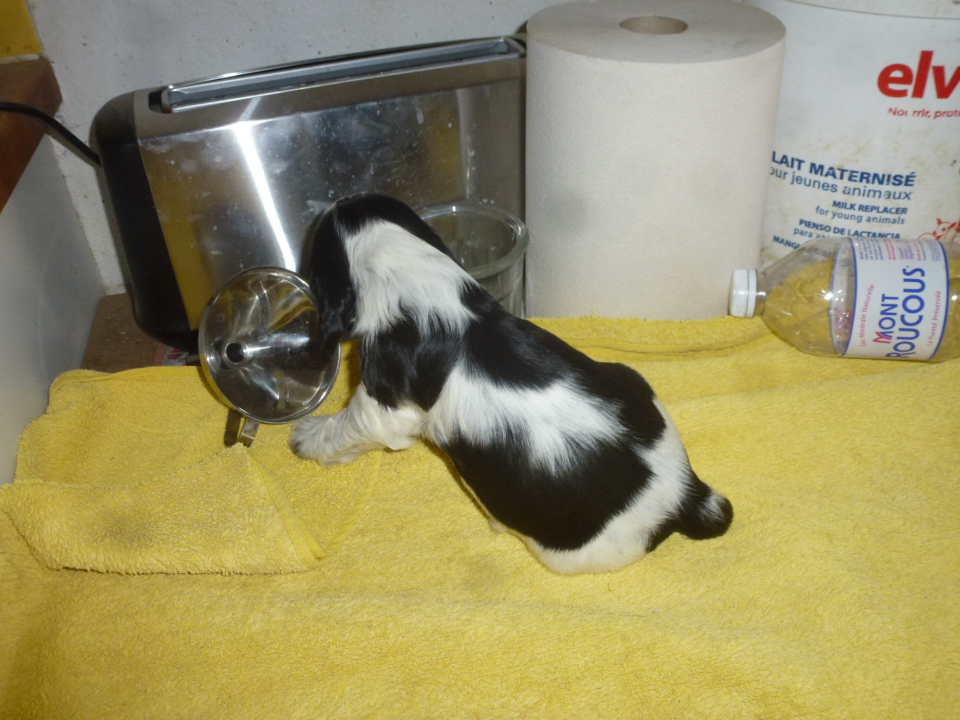 Du taillis du houx - Chiots disponibles - Cocker Spaniel Anglais