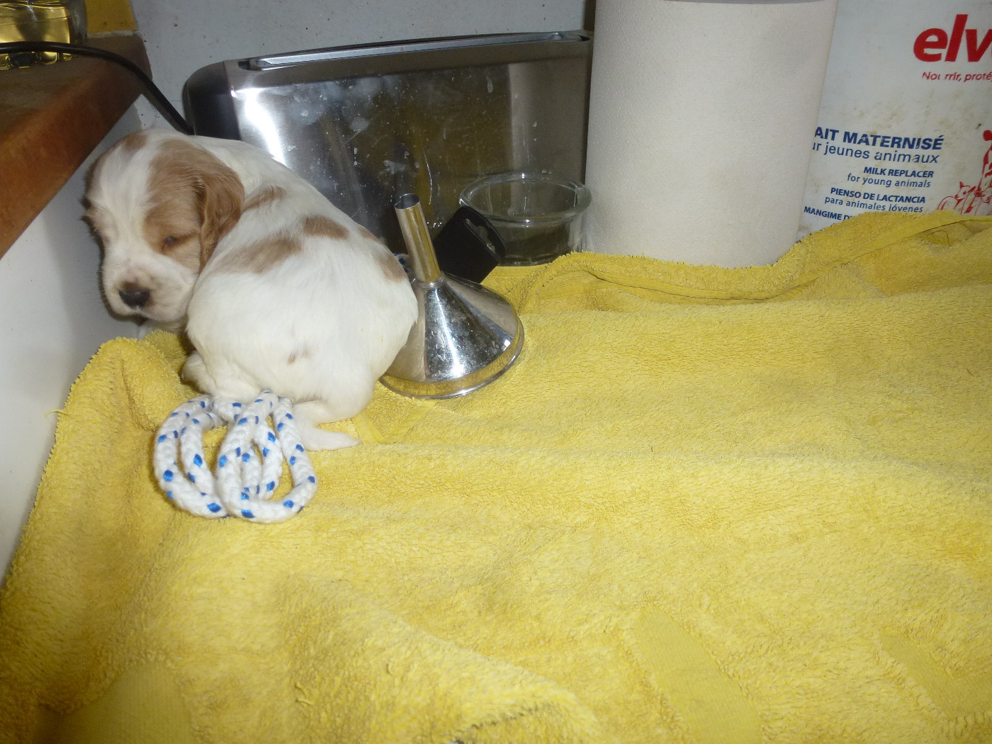 Du taillis du houx - Chiots disponibles - Cocker Spaniel Anglais