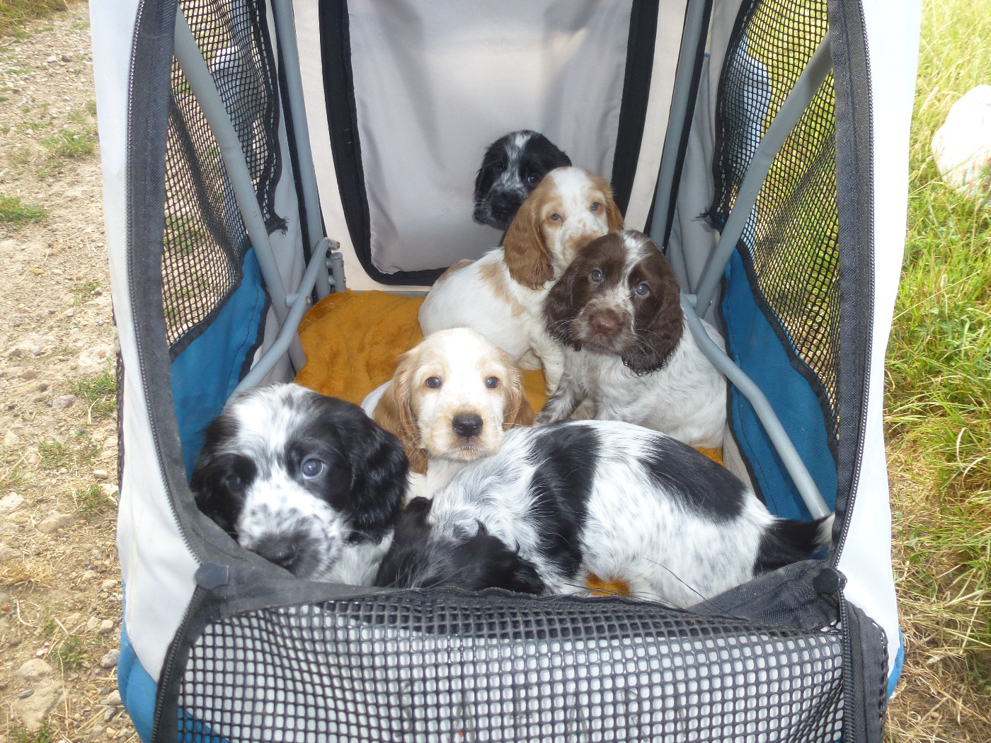 Chiot Cocker Spaniel Anglais Du taillis du houx