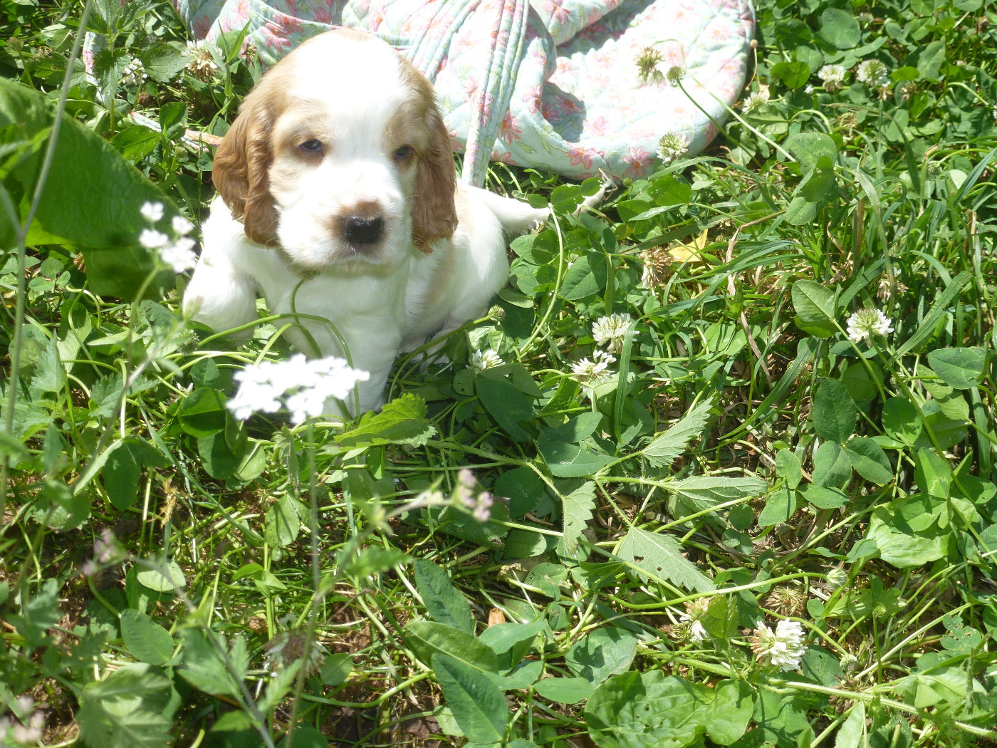 Du taillis du houx - Chiots disponibles - Cocker Spaniel Anglais