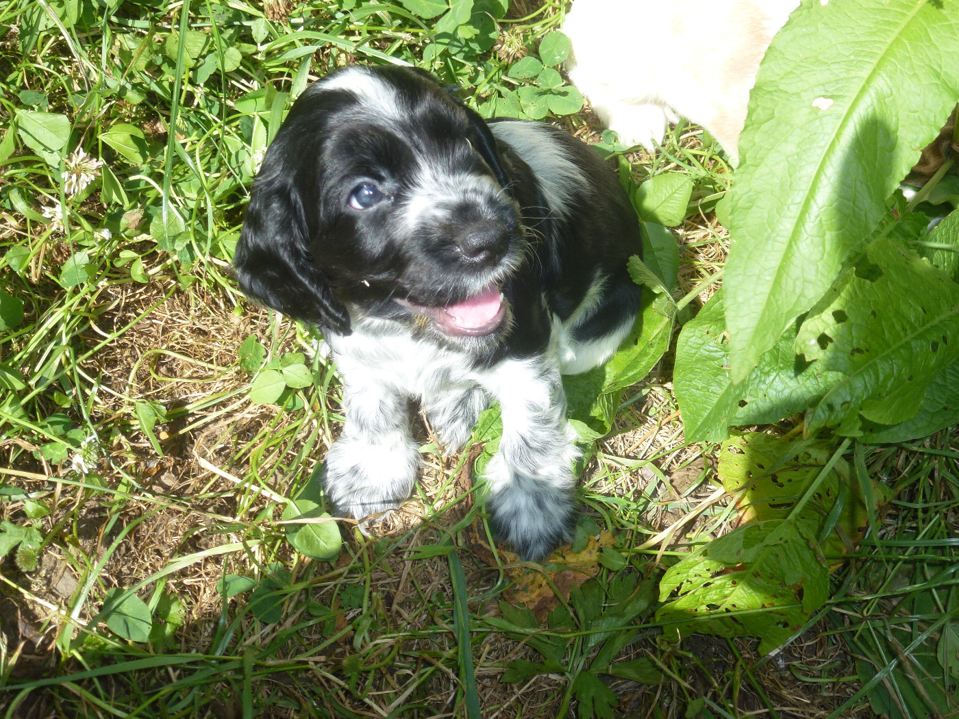 Du taillis du houx - Chiots disponibles - Cocker Spaniel Anglais
