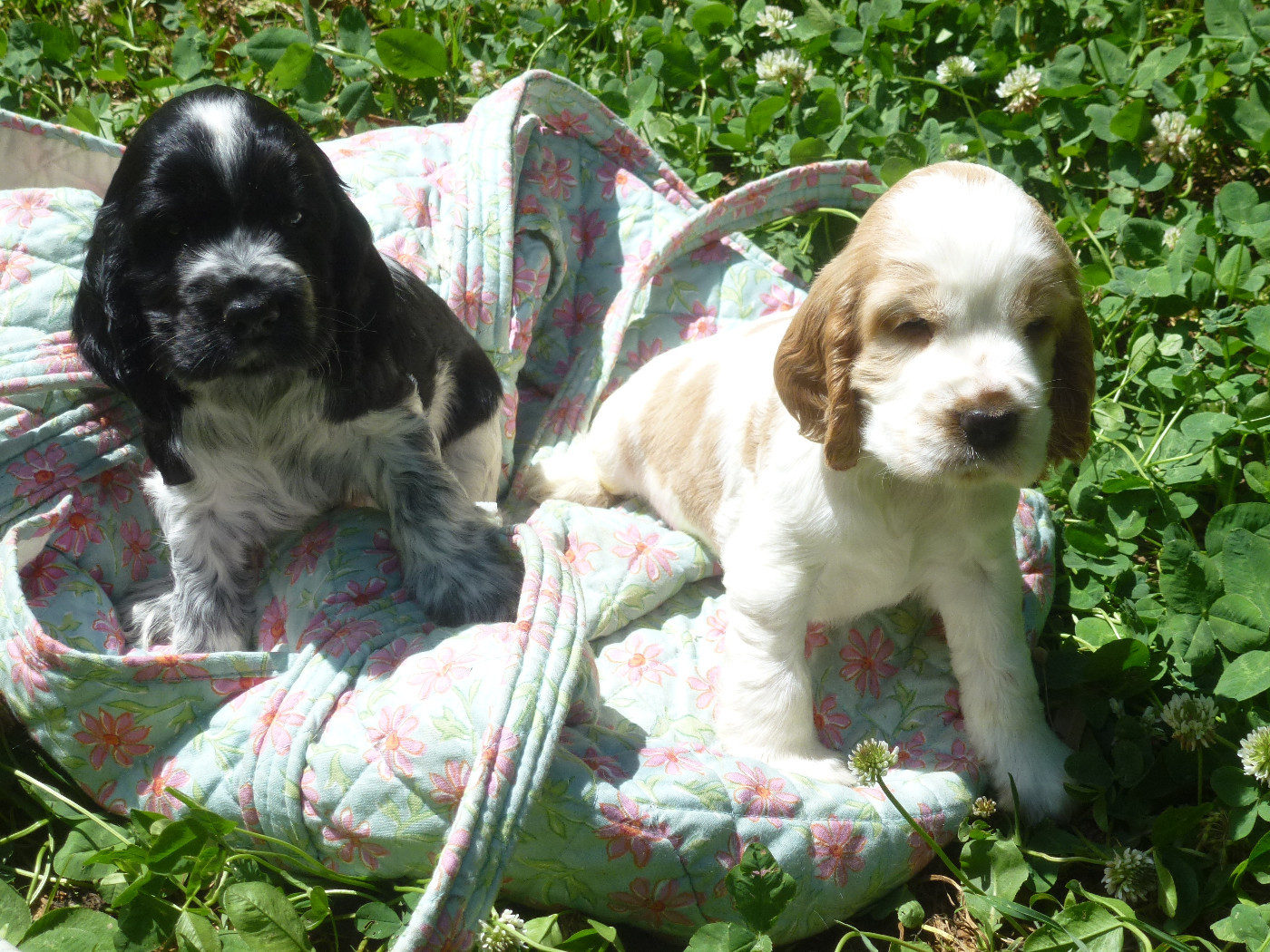 Du taillis du houx - Cocker Spaniel Anglais - Portée née le 24/05/2026