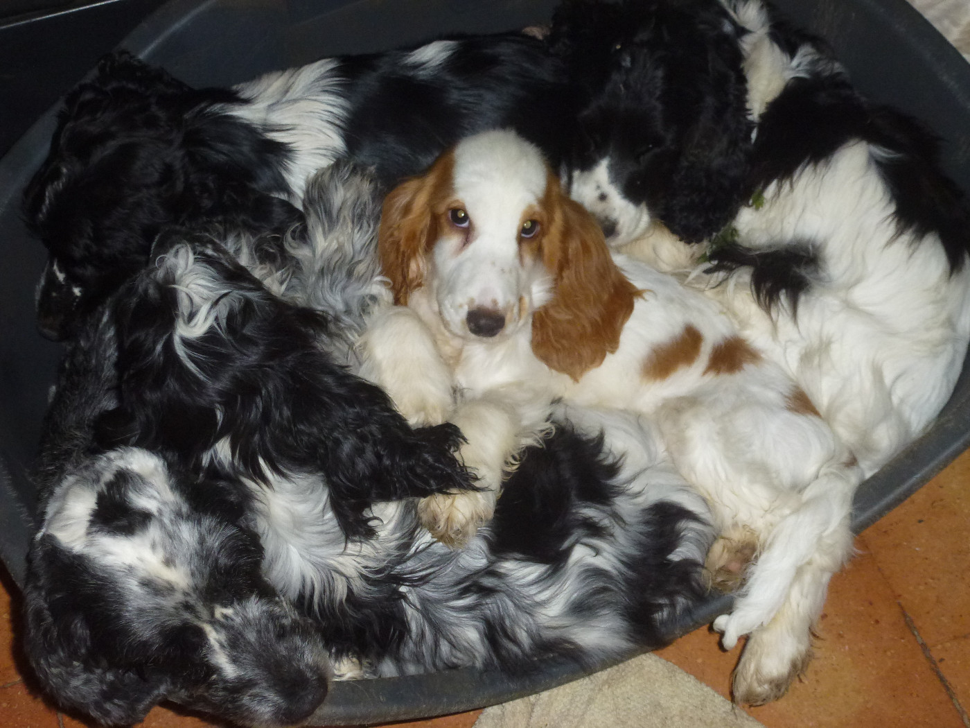 Du taillis du houx - Chiots disponibles - Cocker Spaniel Anglais