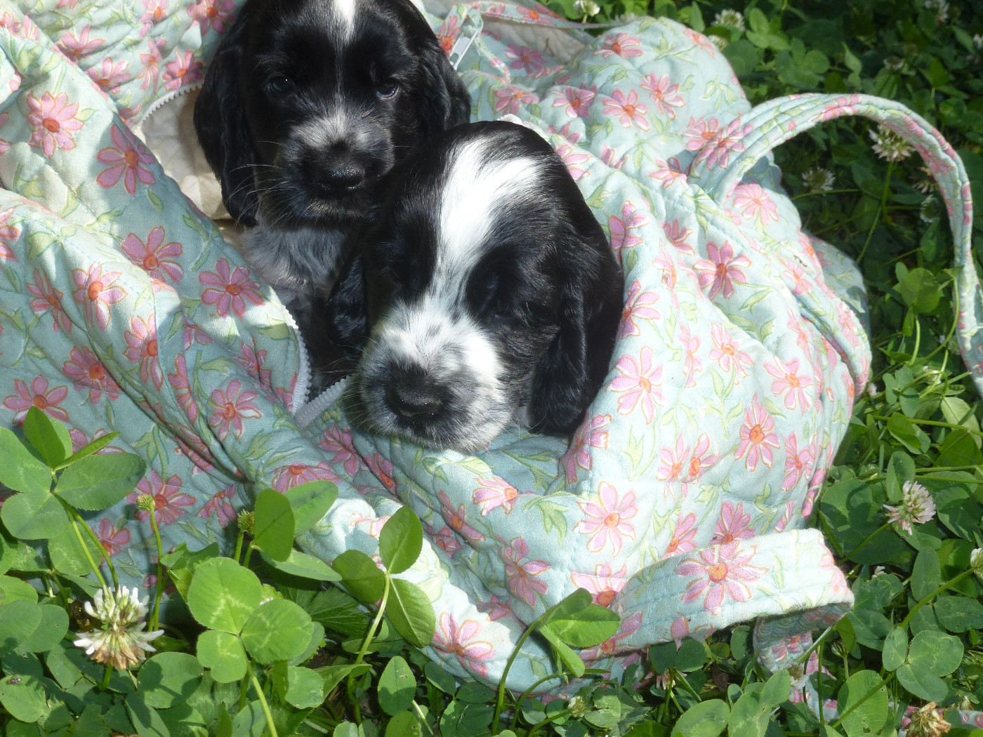 Du taillis du houx - Chiots disponibles - Cocker Spaniel Anglais