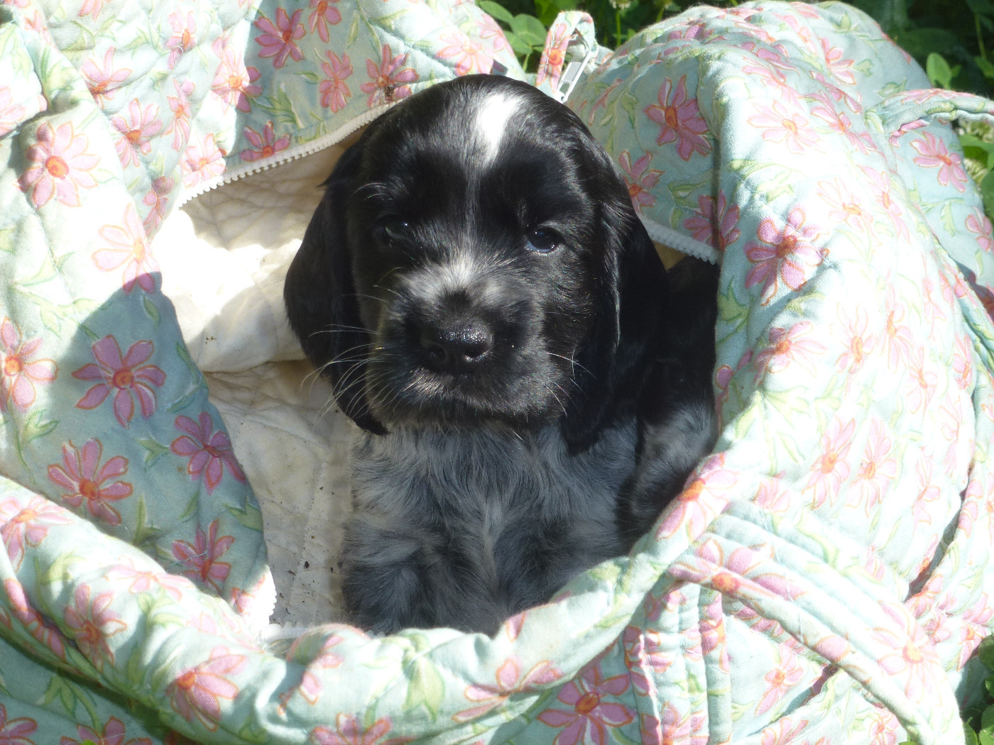 Du taillis du houx - Chiots disponibles - Cocker Spaniel Anglais