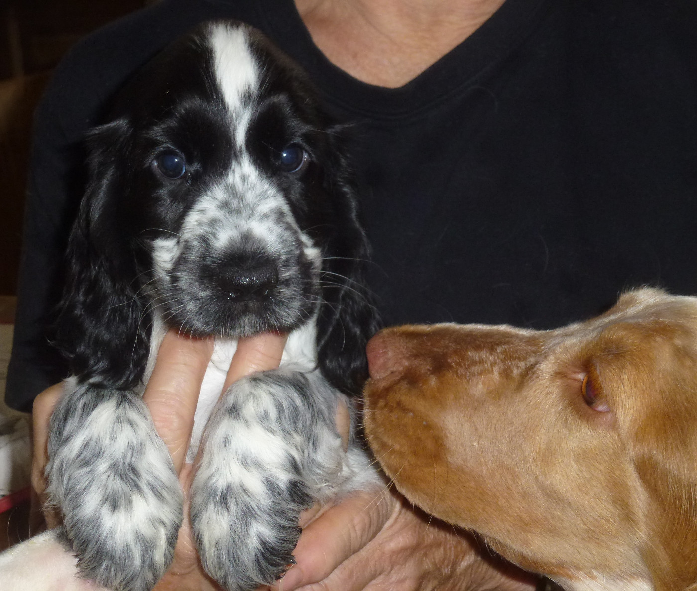Du taillis du houx - Chiots disponibles - Cocker Spaniel Anglais