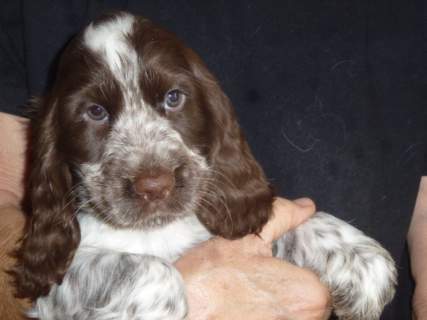Du taillis du houx - Chiots disponibles - Cocker Spaniel Anglais