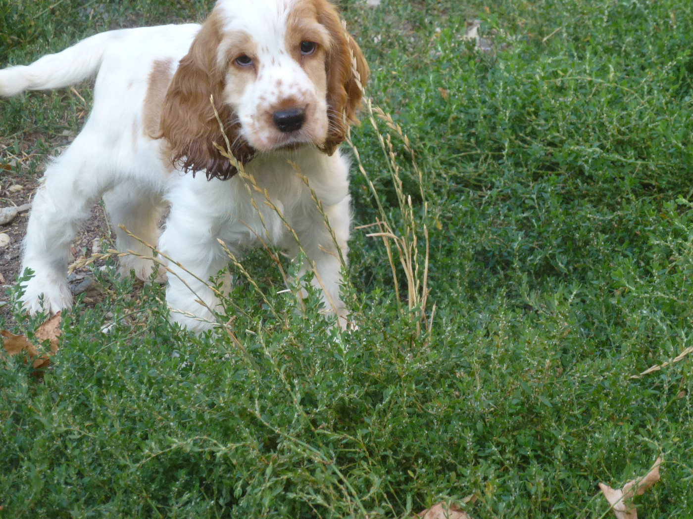 Du taillis du houx - Chiots disponibles - Cocker Spaniel Anglais