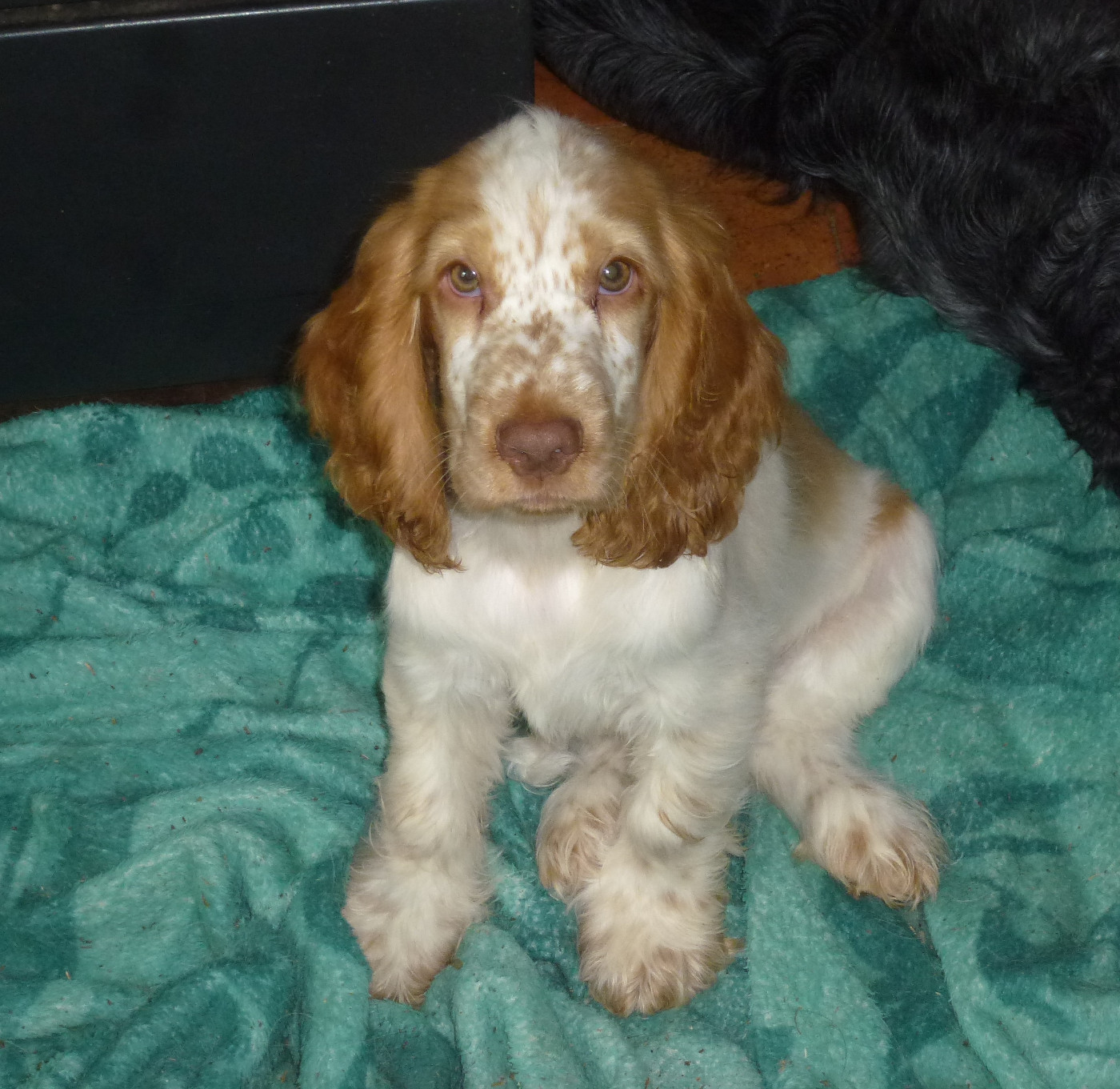 Du taillis du houx - Chiots disponibles - Cocker Spaniel Anglais