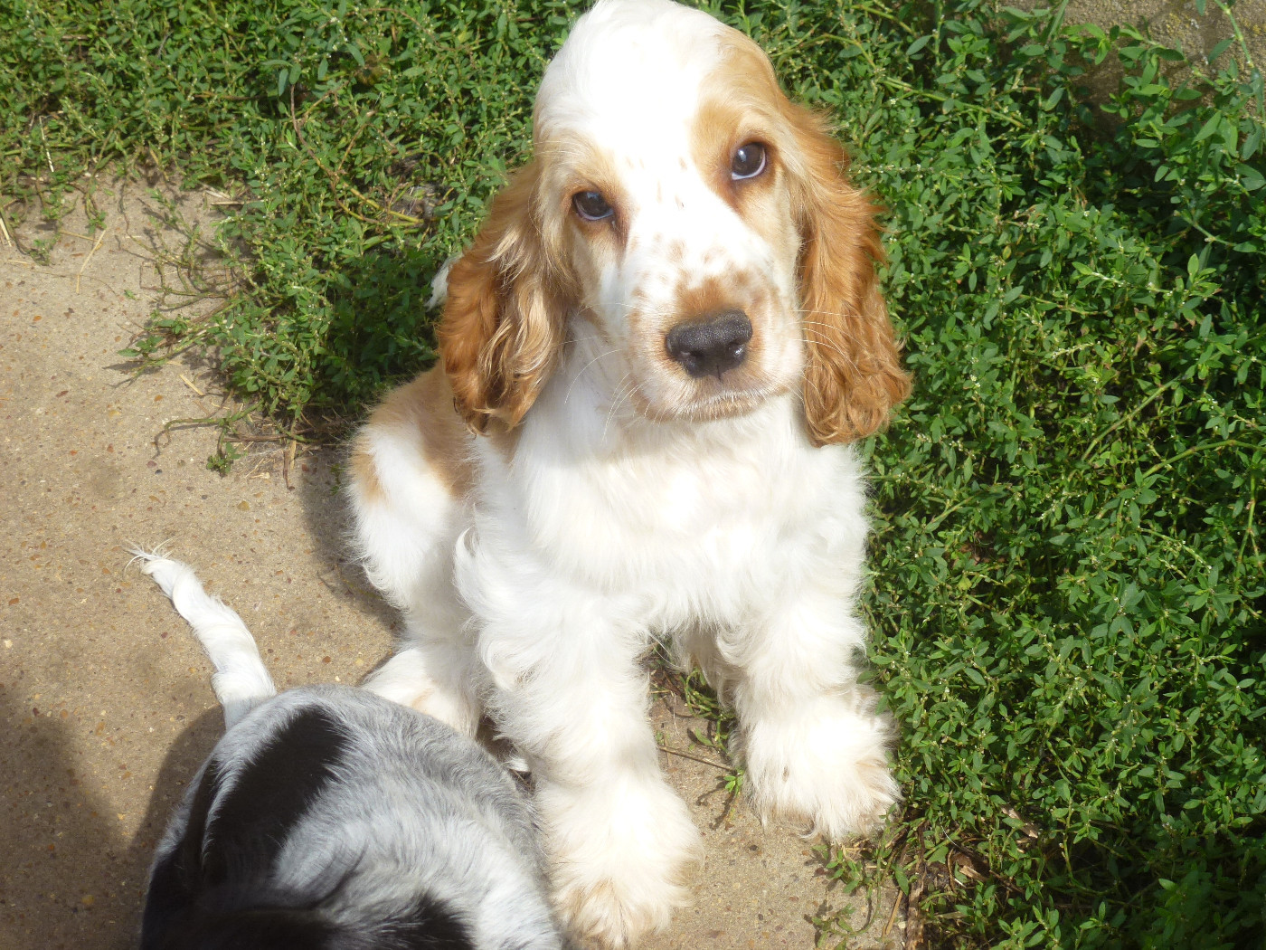 Du taillis du houx - Chiots disponibles - Cocker Spaniel Anglais