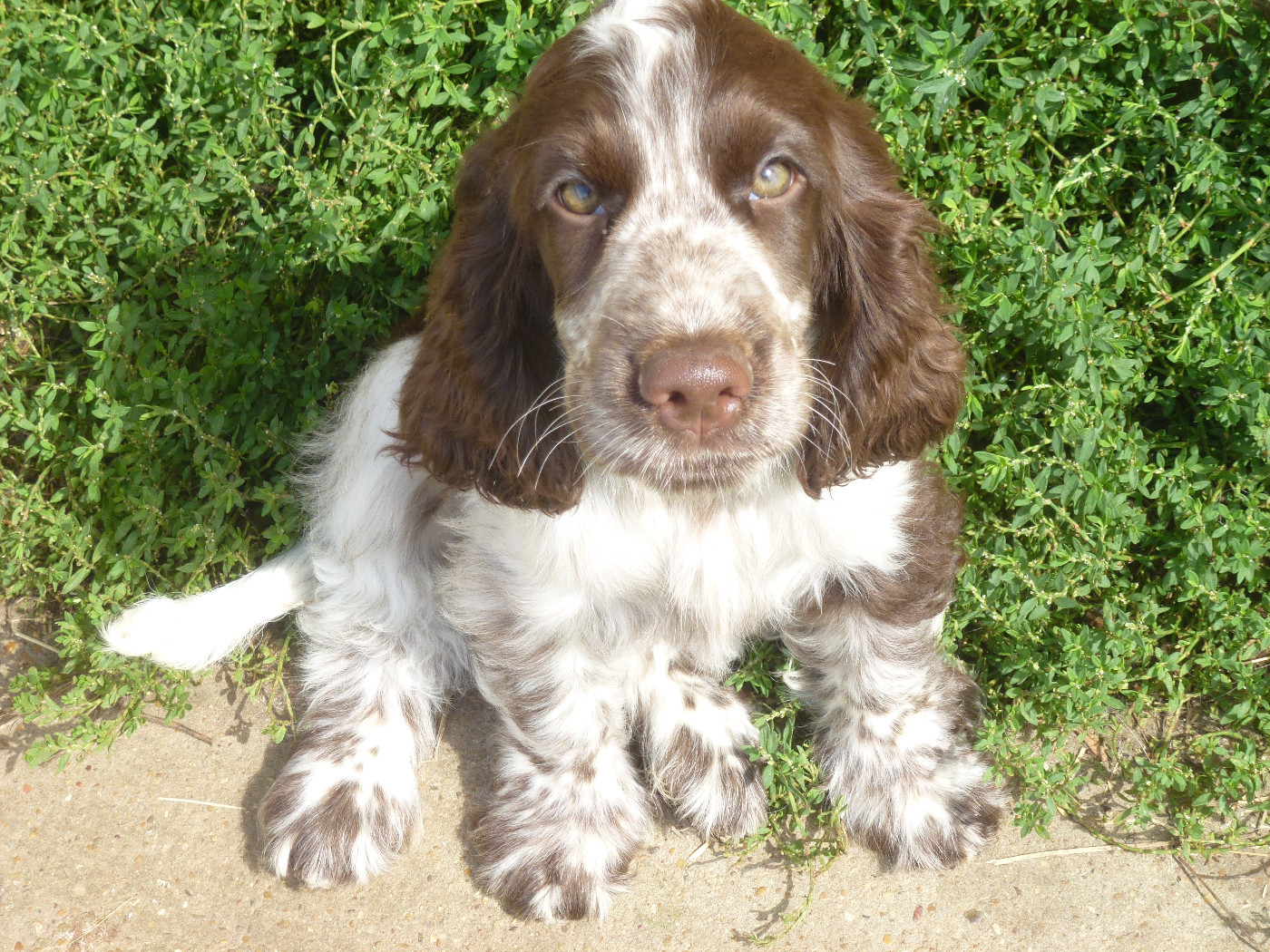 Du taillis du houx - Chiots disponibles - Cocker Spaniel Anglais