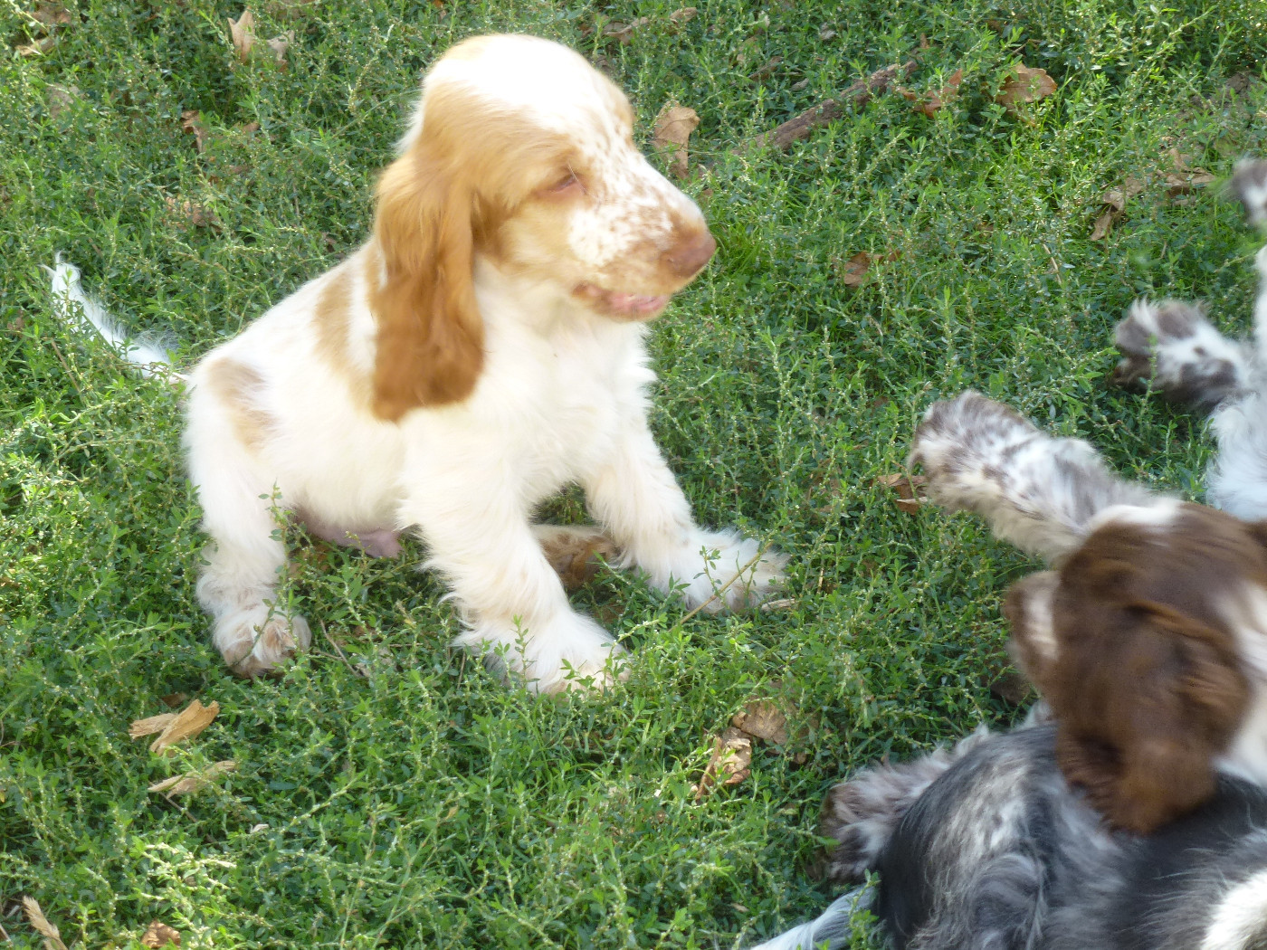 Du taillis du houx - Chiots disponibles - Cocker Spaniel Anglais