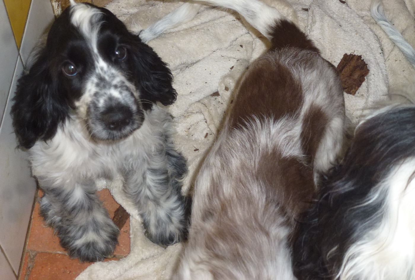 Du taillis du houx - Chiots disponibles - Cocker Spaniel Anglais