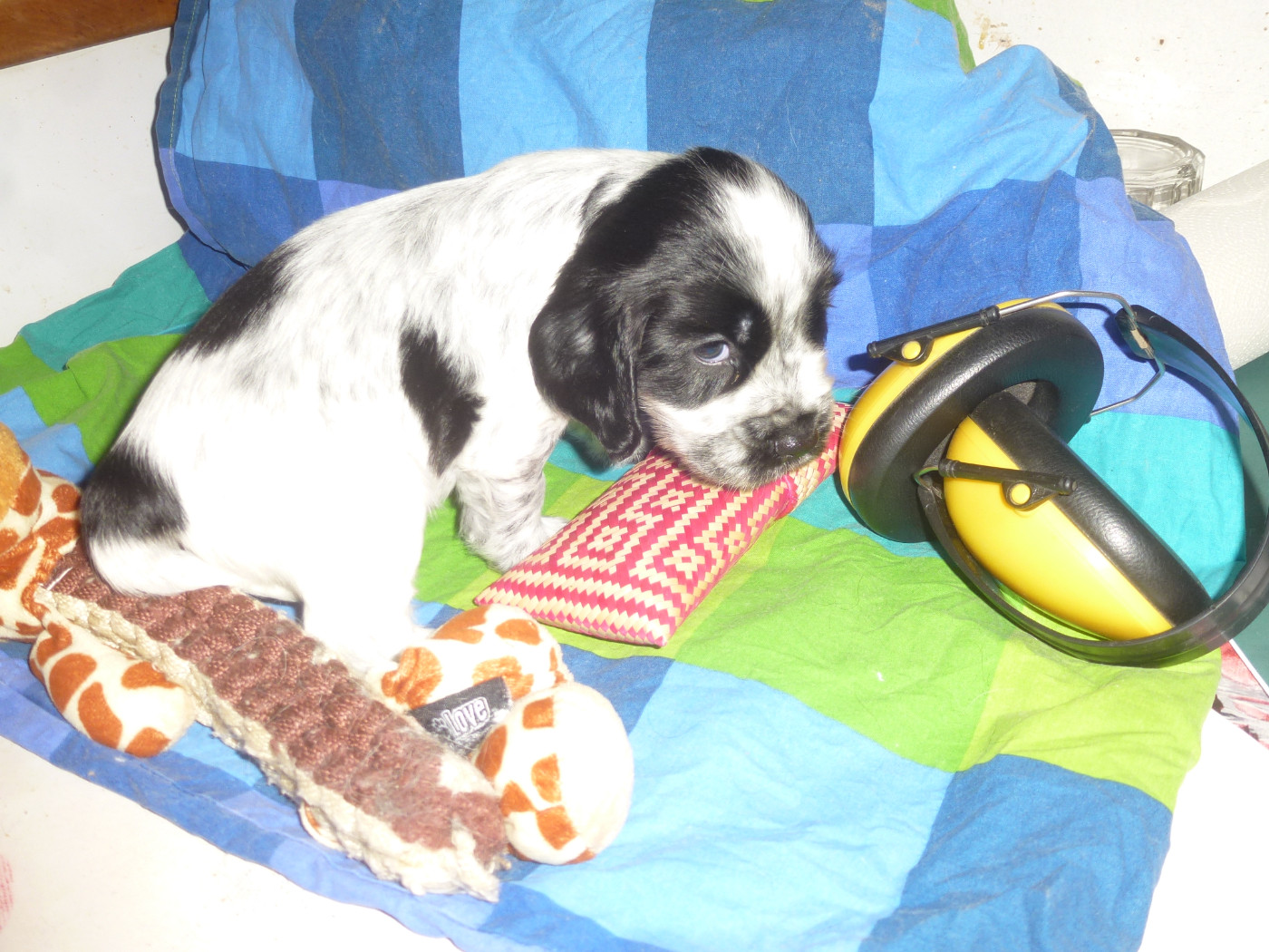 Du taillis du houx - Chiots disponibles - Cocker Spaniel Anglais