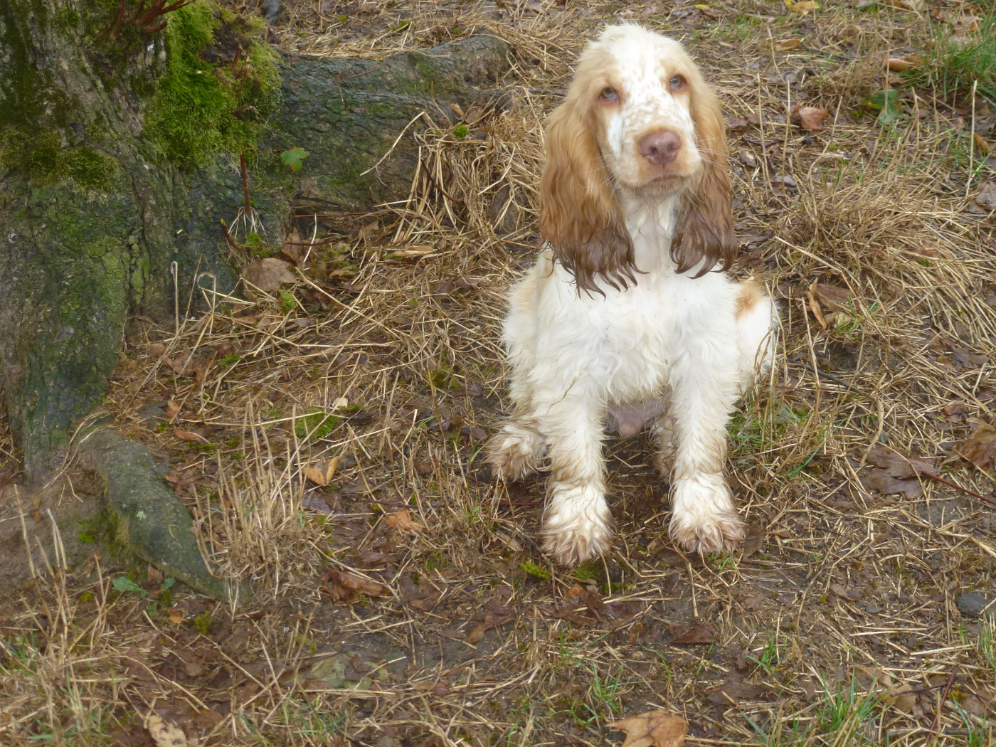 Du taillis du houx - Chiots disponibles - Cocker Spaniel Anglais