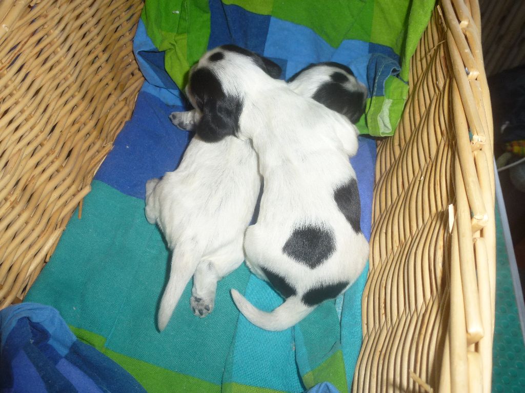 Du taillis du houx - Chiots disponibles - Cocker Spaniel Anglais