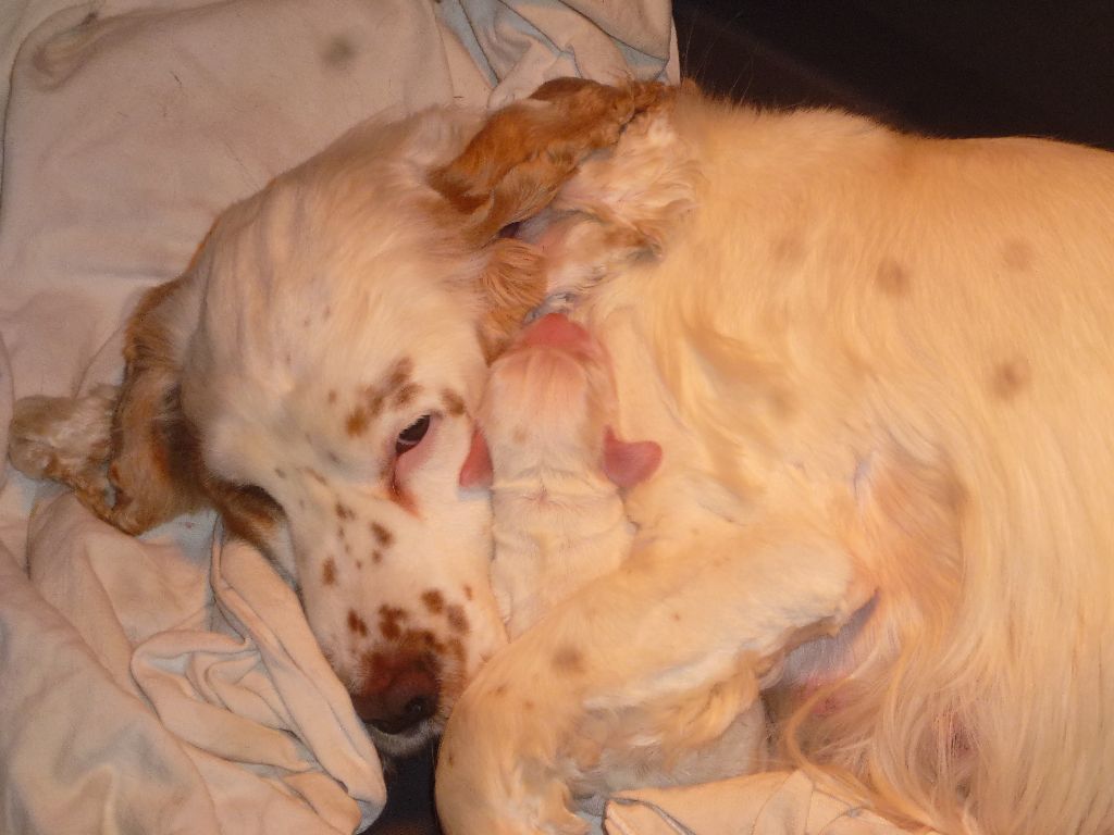 Du taillis du houx - Cocker Spaniel Anglais - Portée née le 14/02/2024