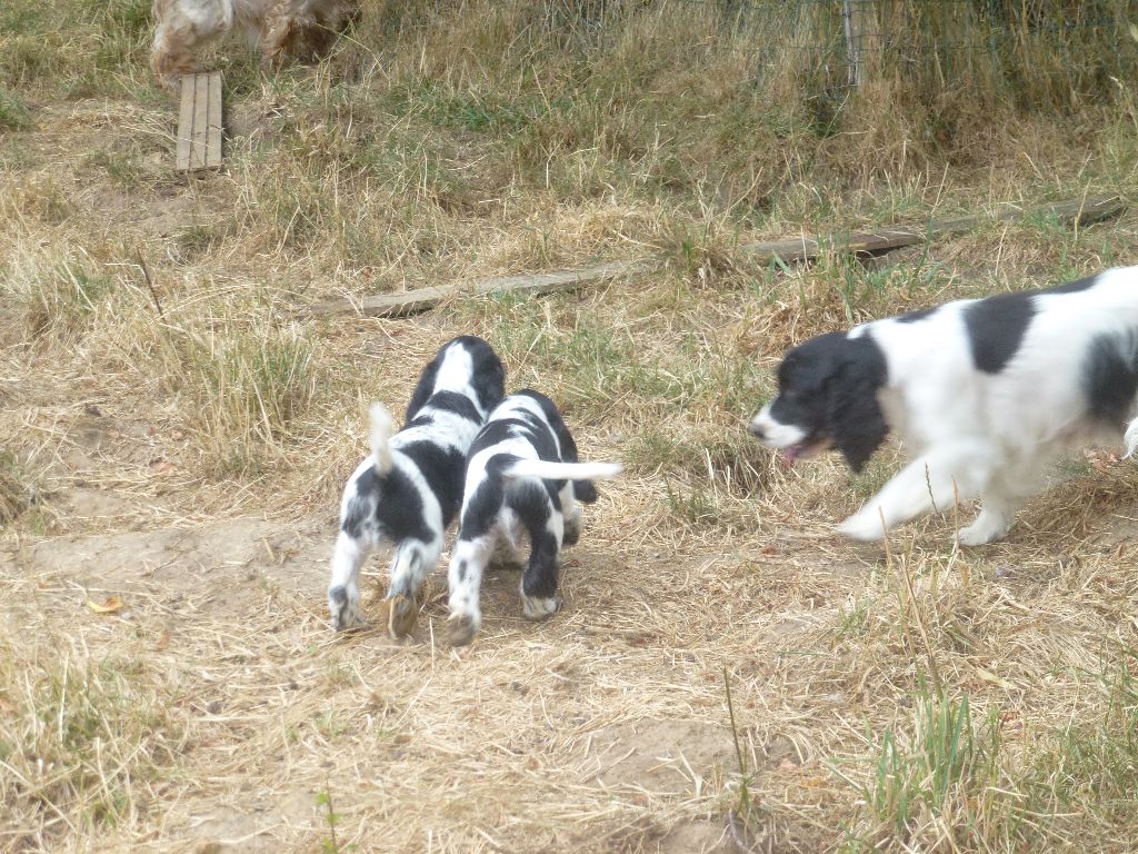 Du taillis du houx - Cocker Spaniel Anglais - Portée née le 03/05/2025