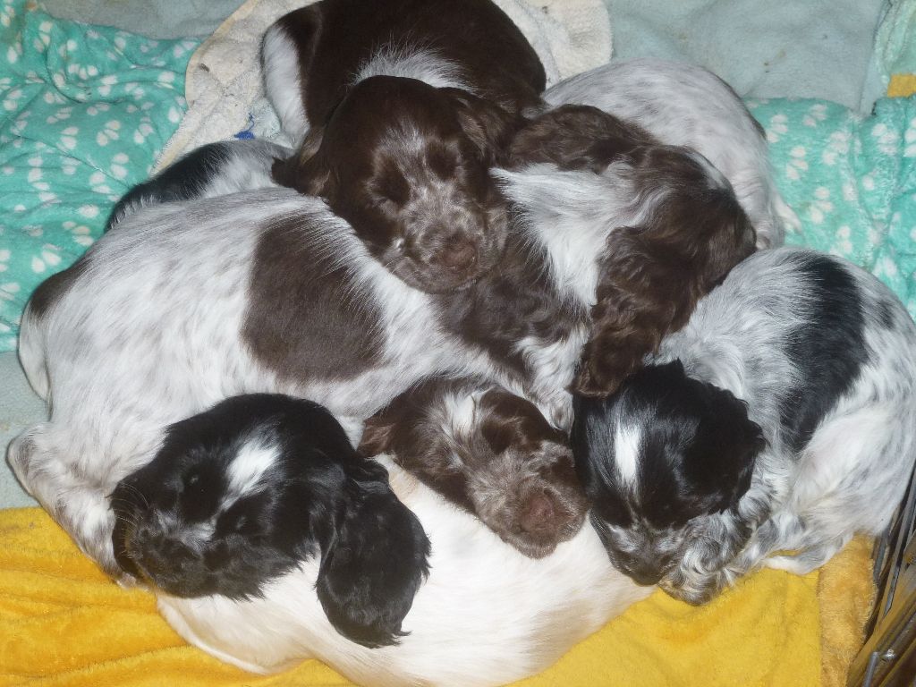 Du taillis du houx - Cocker Spaniel Anglais - Portée née le 17/01/2025
