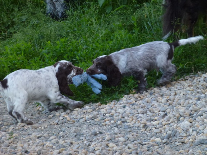 Du taillis du houx - Cocker Spaniel Anglais - Portée née le 18/03/2016
