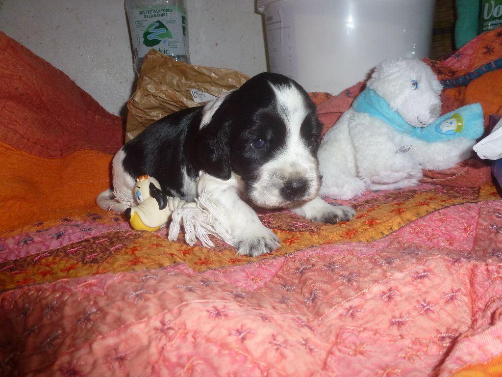 Du taillis du houx - Chiots disponibles - Cocker Spaniel Anglais