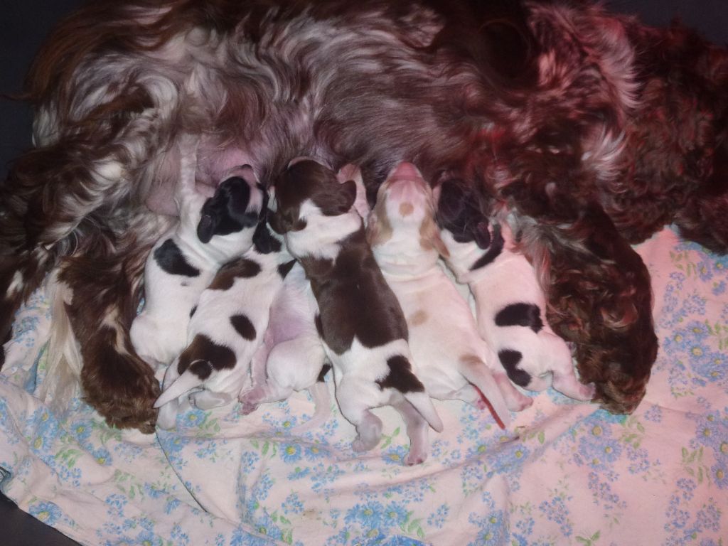 Du taillis du houx - Chiots disponibles - Cocker Spaniel Anglais