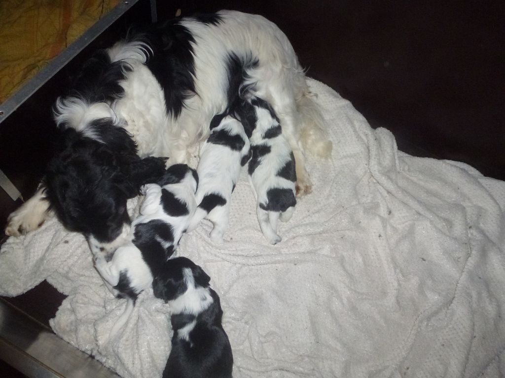 Du taillis du houx - Chiots disponibles - Cocker Spaniel Anglais