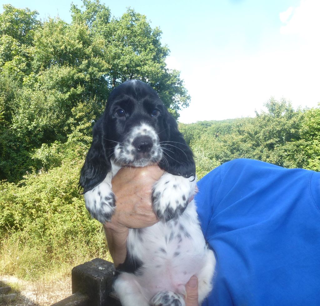 Du taillis du houx - Chiots disponibles - Cocker Spaniel Anglais
