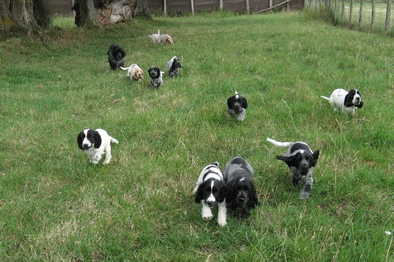 Du taillis du houx - Cocker Spaniel Anglais - Portée née le 12/04/2011