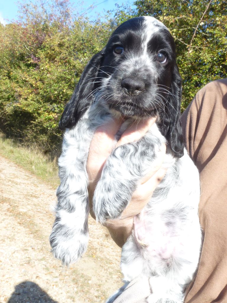 Du taillis du houx - Chiots disponibles - Cocker Spaniel Anglais