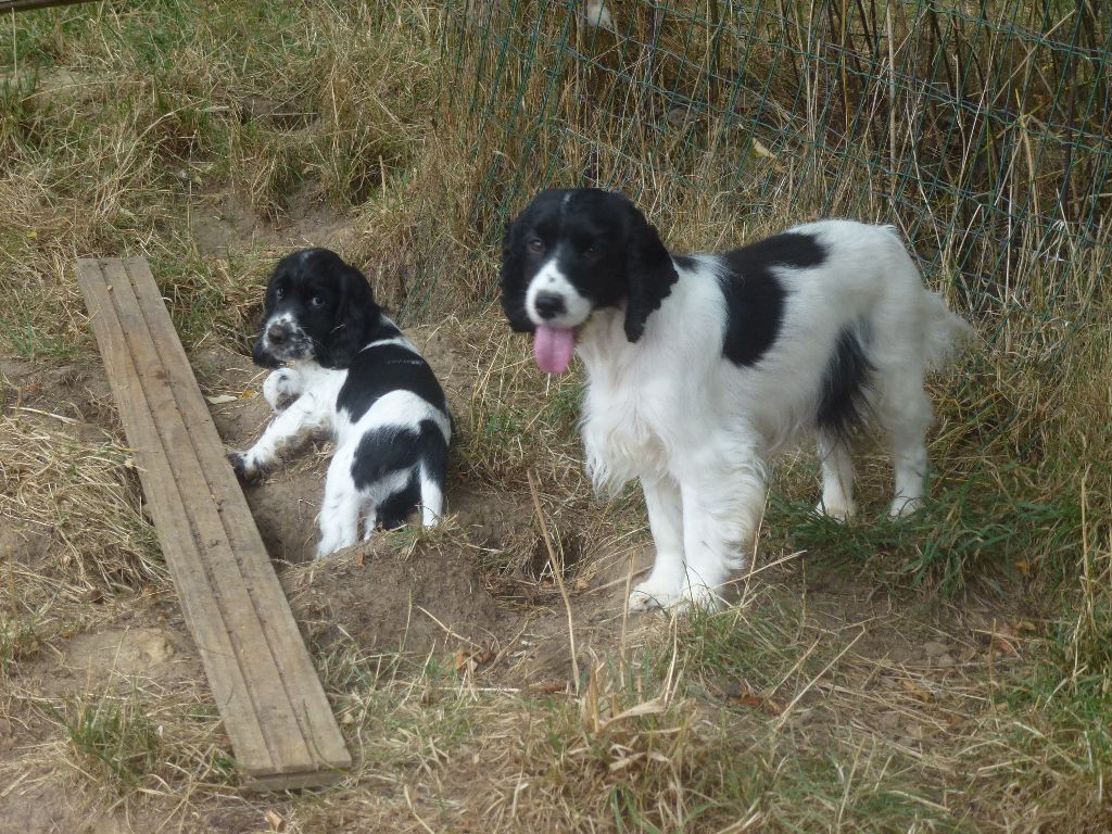 Du taillis du houx - Chiots disponibles - Cocker Spaniel Anglais