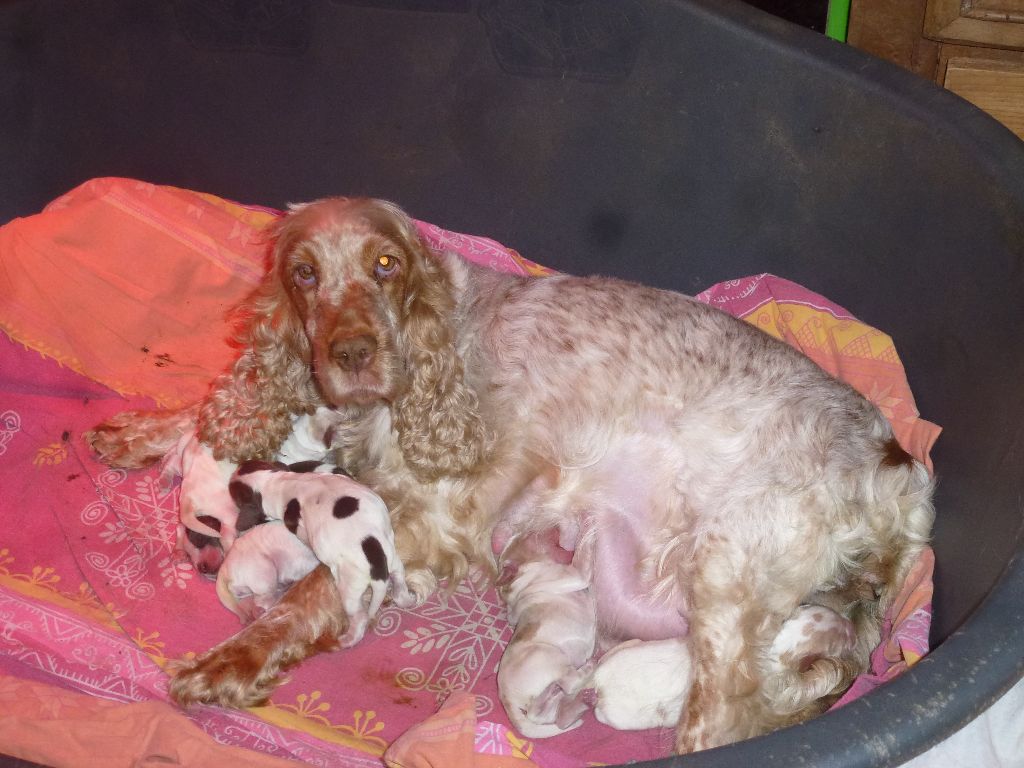Chiot Cocker Spaniel Anglais Du taillis du houx