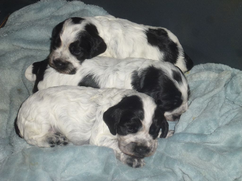Du taillis du houx - Chiots disponibles - Cocker Spaniel Anglais