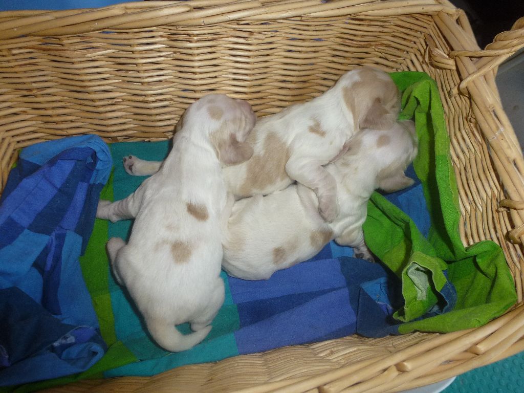 Du taillis du houx - Chiots disponibles - Cocker Spaniel Anglais