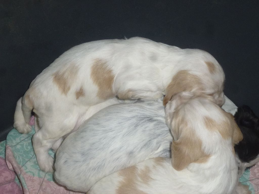 Du taillis du houx - Chiots disponibles - Cocker Spaniel Anglais