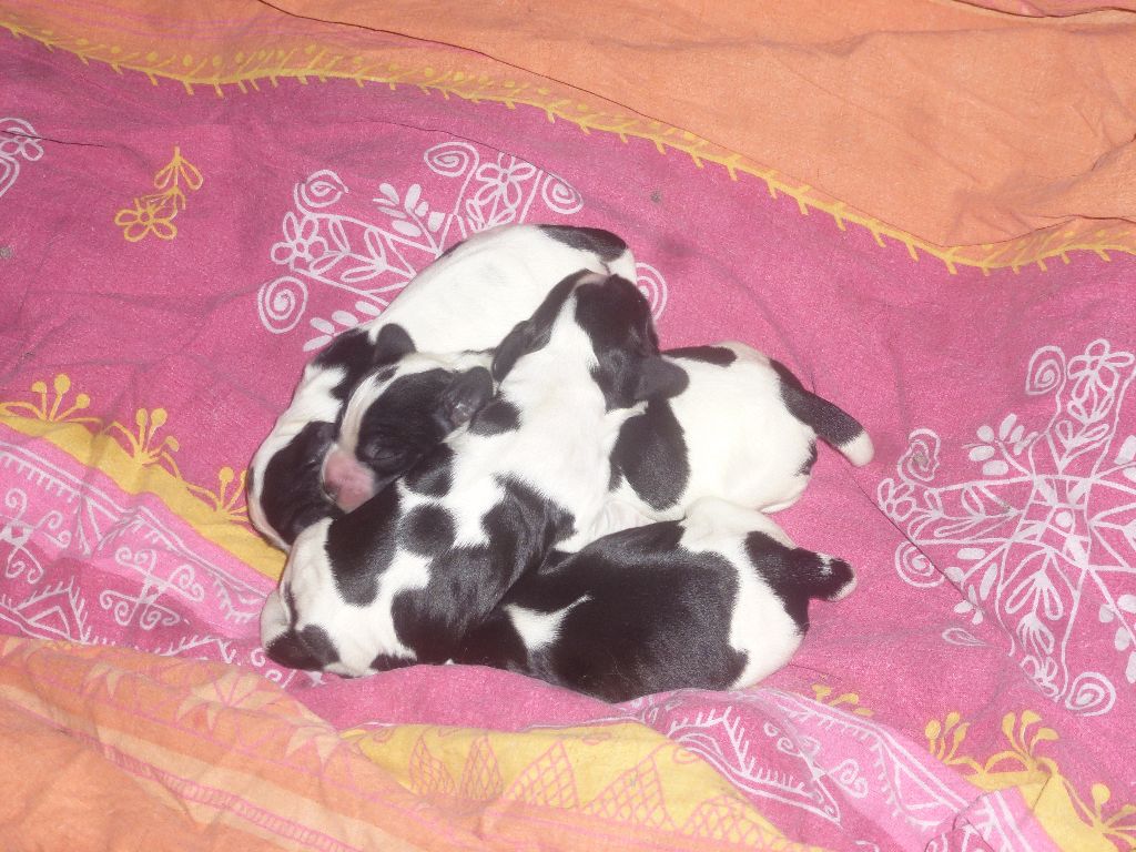 Du taillis du houx - Chiots disponibles - Cocker Spaniel Anglais