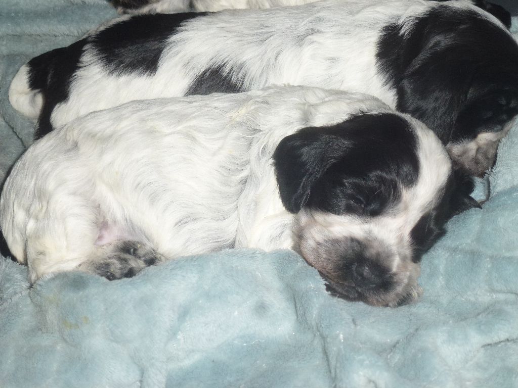 Du taillis du houx - Chiots disponibles - Cocker Spaniel Anglais