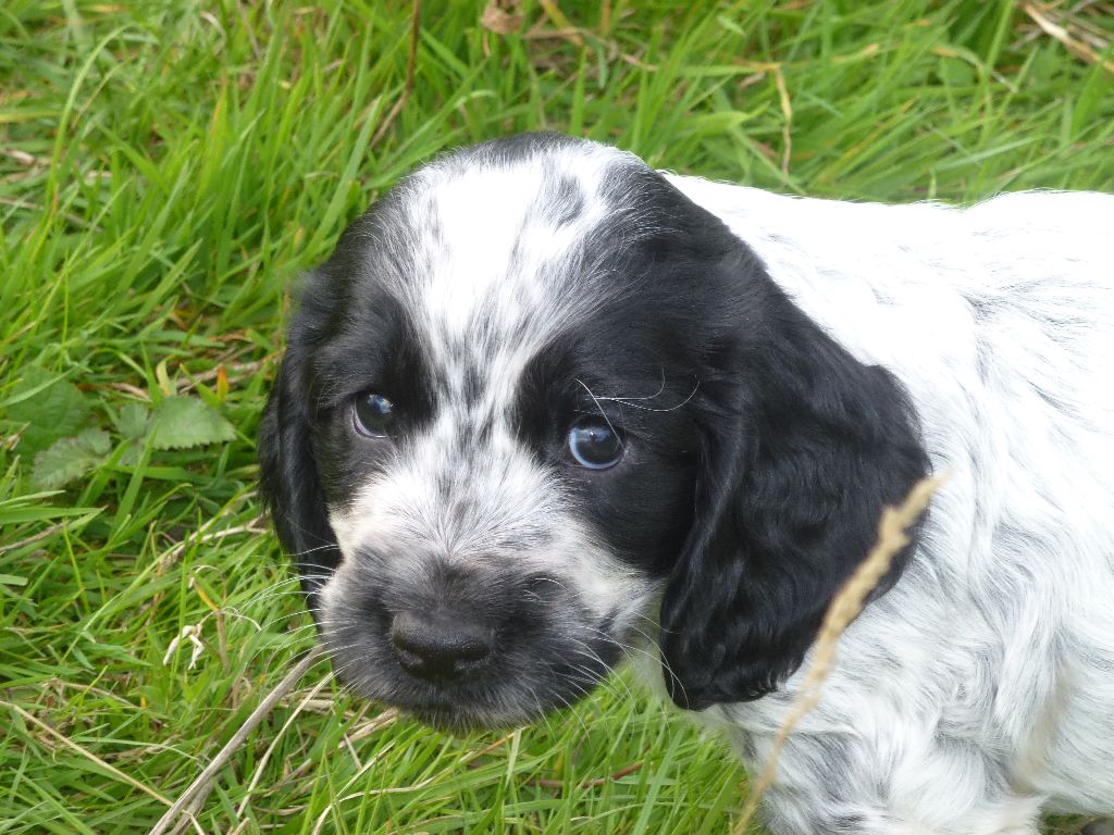 Du taillis du houx - Chiots disponibles - Cocker Spaniel Anglais