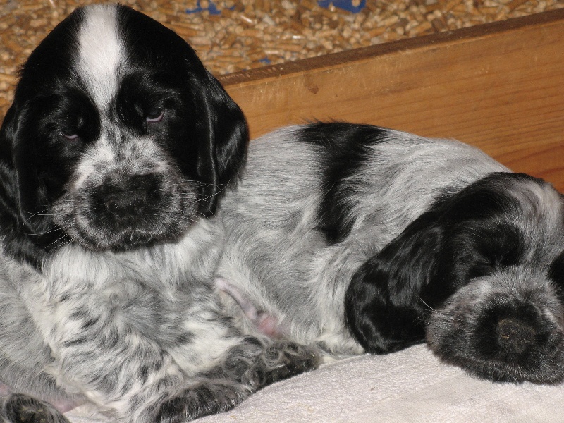 Du taillis du houx - Cocker Spaniel Anglais - Portée née le 08/11/2008