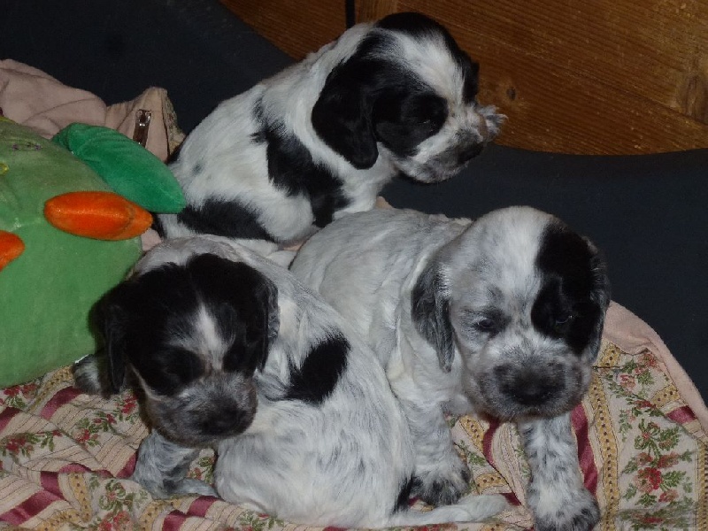 Du taillis du houx - Cocker Spaniel Anglais - Portée née le 06/01/2017