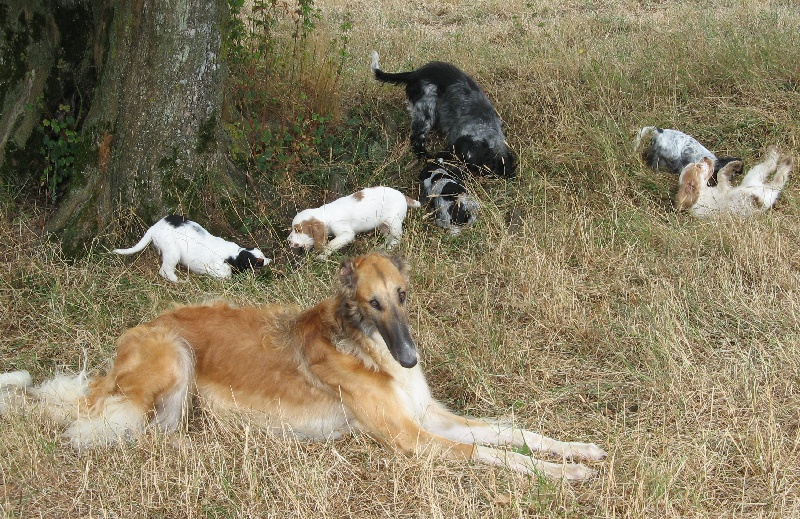 Chiot Cocker Spaniel Anglais Du taillis du houx