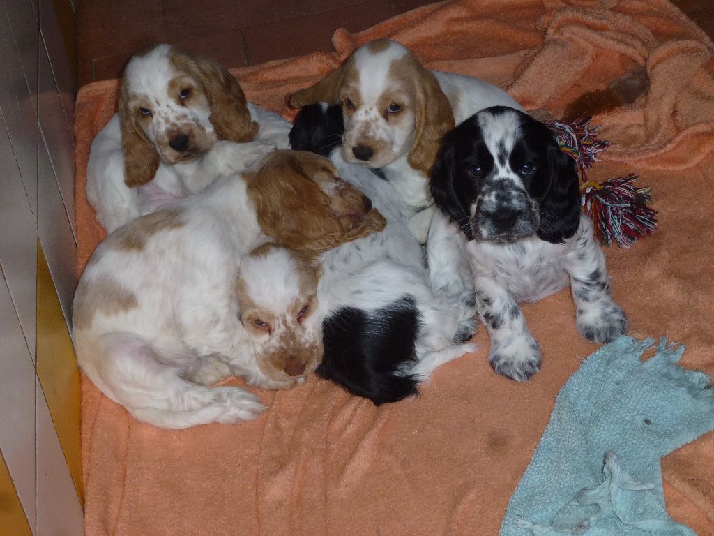 Du taillis du houx - Cocker Spaniel Anglais - Portée née le 18/08/2021