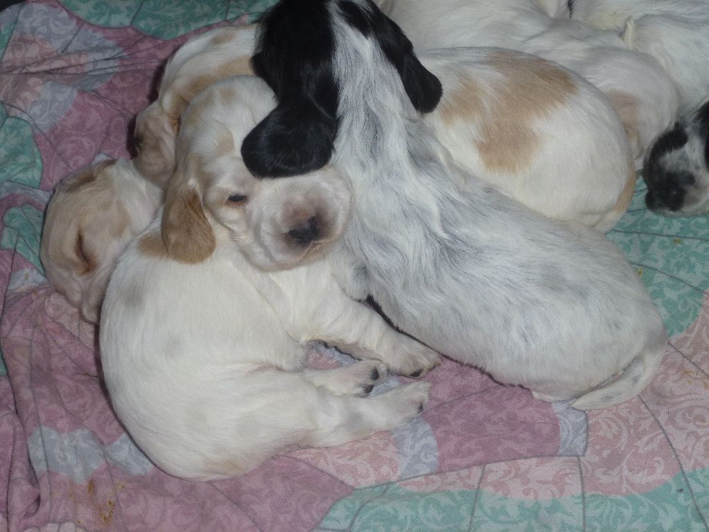 Du taillis du houx - Chiots disponibles - Cocker Spaniel Anglais